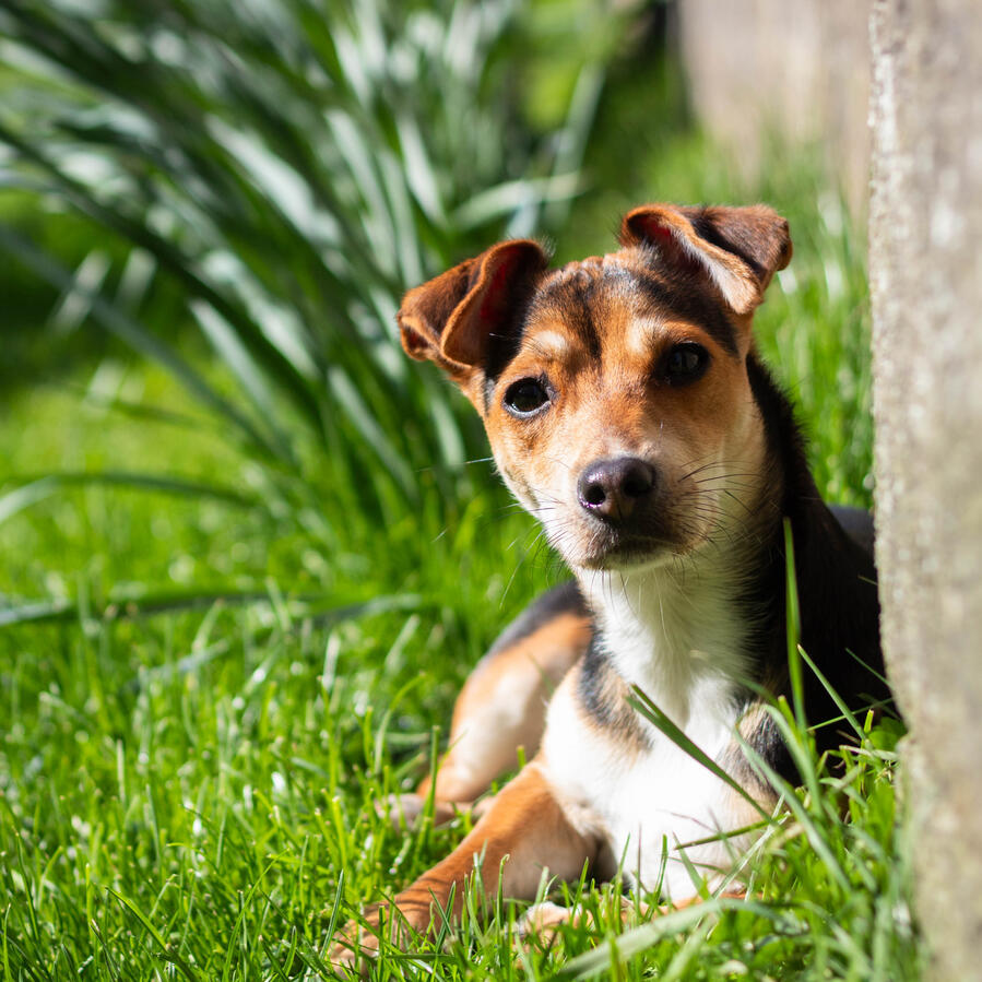 Animal Photography - Dog Rumi Animal Photography - Dog Rumi