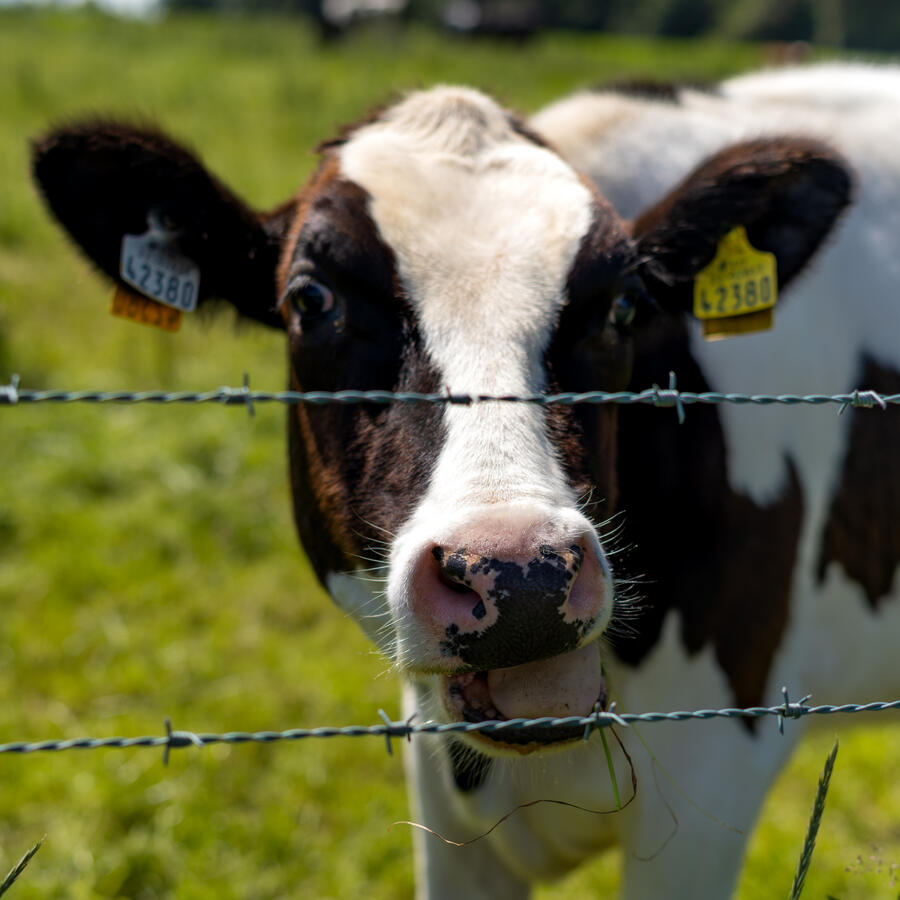 Animal Photography - Cow Animal Photography - Cow