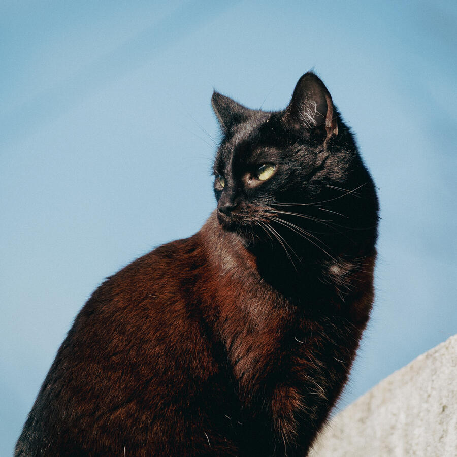 Animal Photography - Black Cat Animal Photography - Black Cat