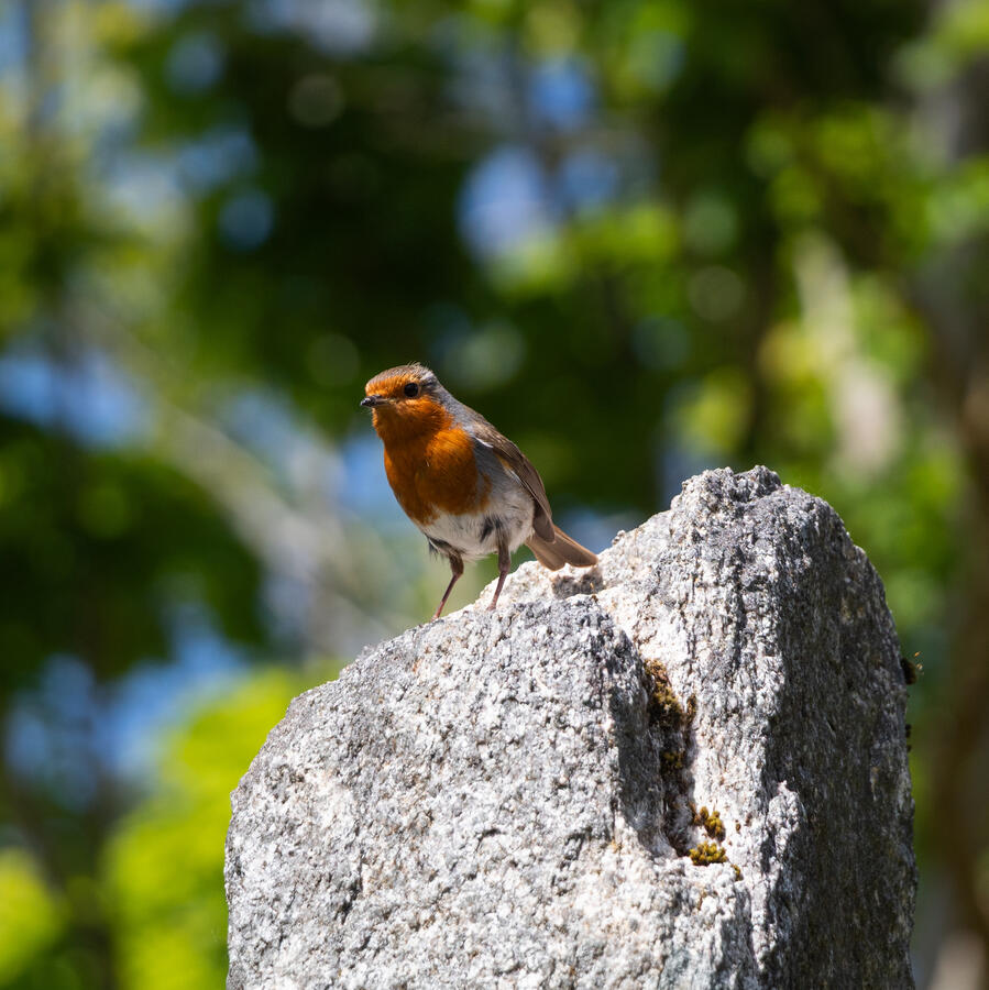 Animal Photography - Bird Animal Photography - Bird
